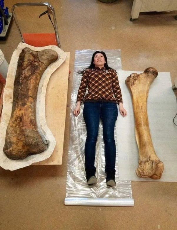 Un hueso de Triceratops (izquierda) y un hueso de Elefante (derecha) a escala humana.