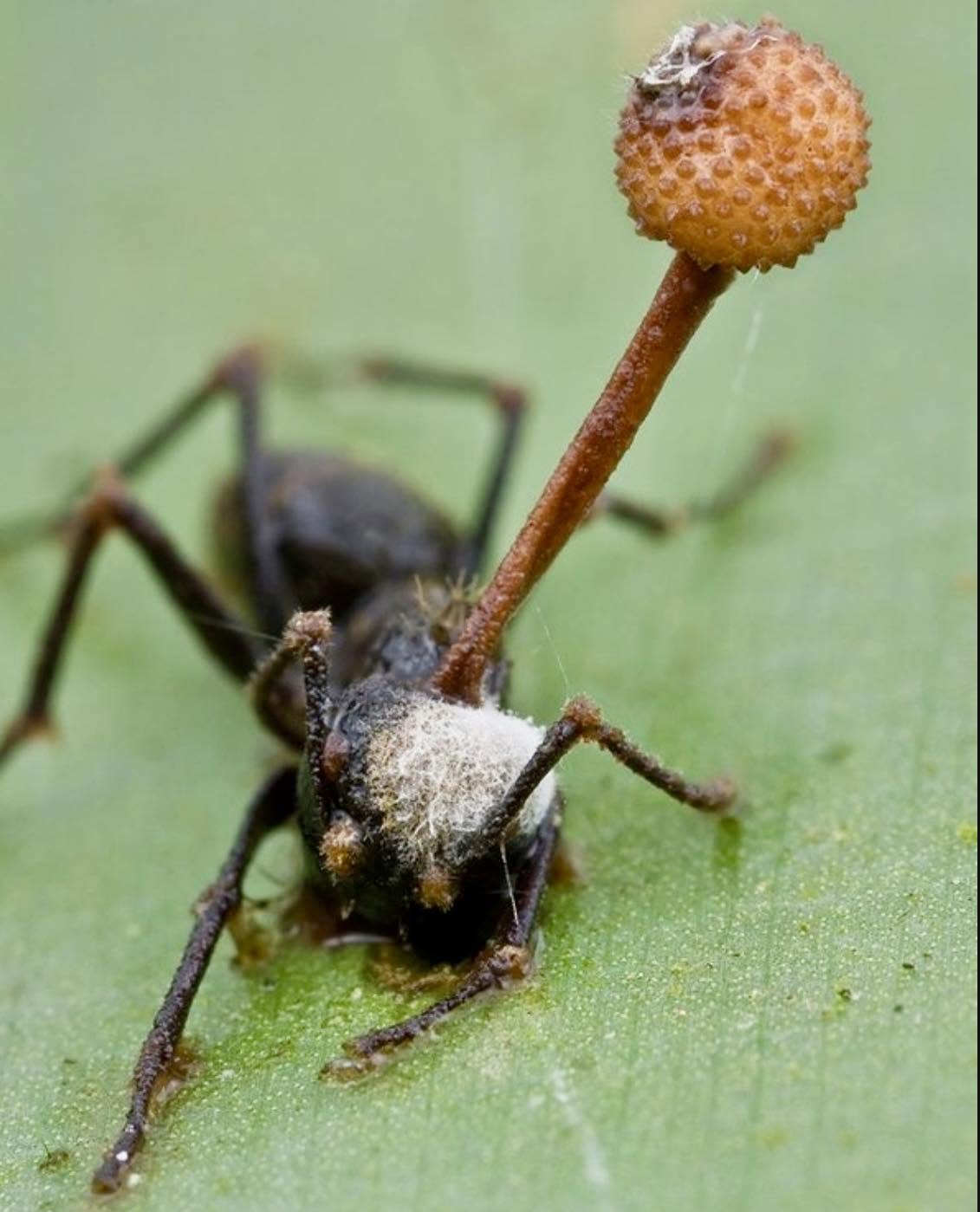 Ophiocordyceps unilateralis es un hongo parásito que infecta hormigas tropicales, controlando su comportamiento para que trepen a una hoja y muerdan ...