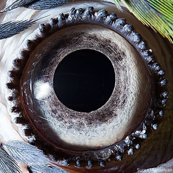 Primerísimo plano del ojo de un guacamayo azul-amarillo