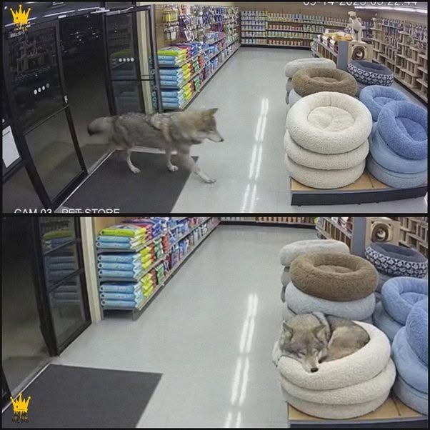 Un perro llamado Snow estuvo tendido en un sendero frío durante cinco días