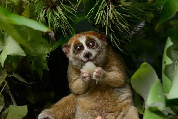 El loris lento, a menudo representado como una criatura pequeña, de aspecto inocente y apariencia irresistible, esconde en realidad una característi...