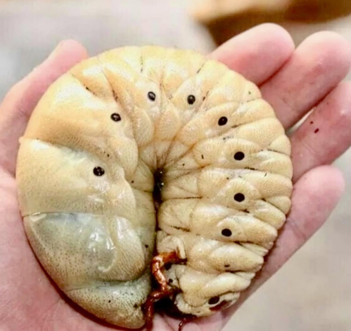 La larva del escarabajo Hércules es un insecto impresionante que puede alcanzar hasta 11 centímetros de longitud