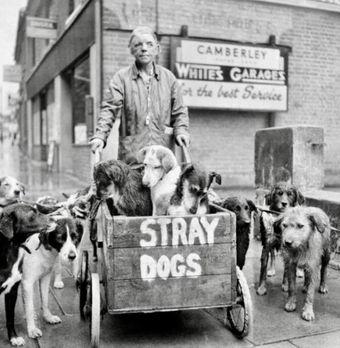 Camberley Kate, conocida por su inquebrantable amor por los perros callejeros, se convirtió en una figura emblemática en Inglaterra durante la déca...