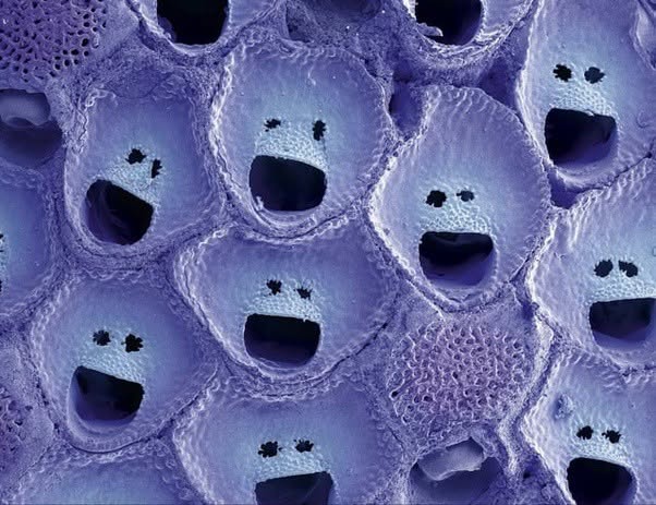 La imagen muestra una colonia de Selenaria cognata, un briozoo marino que vive frente a las costas de Australia Occidental