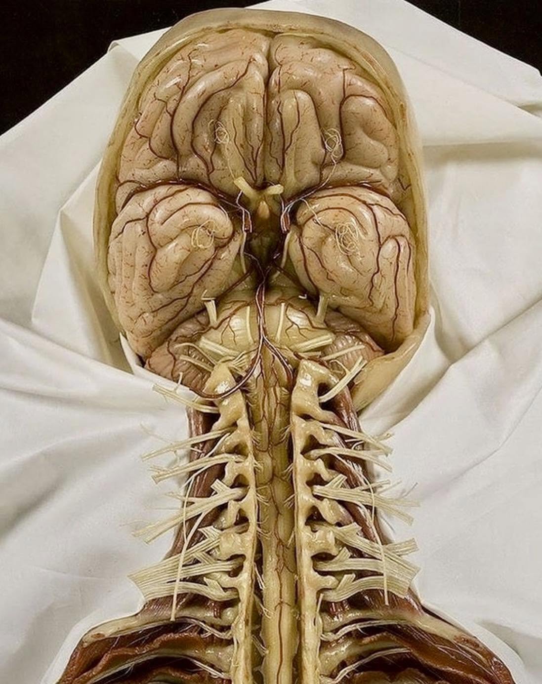 El sistema nervioso central (SNC), compuesto principalmente por el cerebro y la médula espinal, es crucial para la integración y coordinación de la...