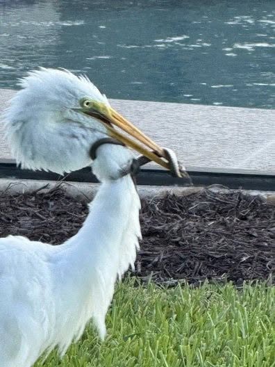 En un cálido día de verano en Florida, el dueño de una casa notó algo inusual en su jardín