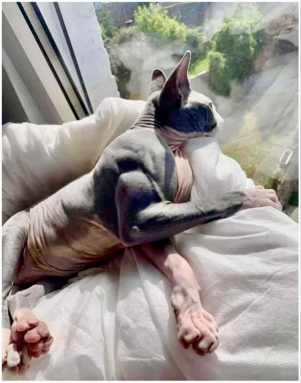 Este gato que ves en la foto sufre una extraña condición llamada hipertrofia muscular, causada por una producción insuficiente de miostatina