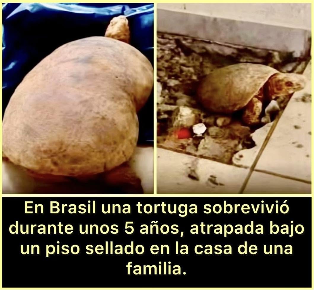 En la ciudad de Itajaí, Brasil, una remodelación del hogar se convirtió en el escenario de un descubrimiento asombroso