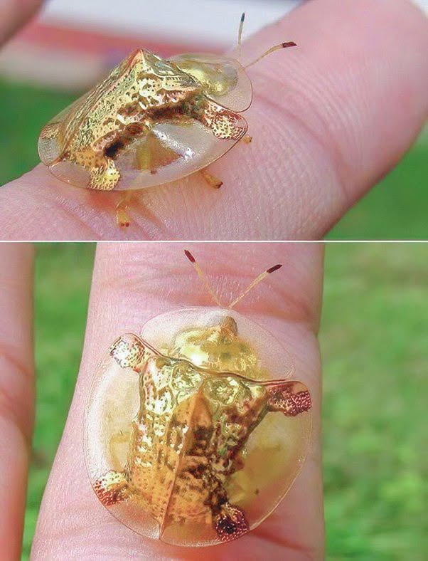 El impresionante escarabajo tortuga dorado, Charidotella sexpunctata, es una pequeña especie perteneciente a la familia Chrysomelidae, conocida como ...