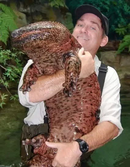 En los arroyos de montaña de Japón acecha una criatura que parece sacada de una pesadilla medieval, pero que en realidad es solo un animal tímido l...