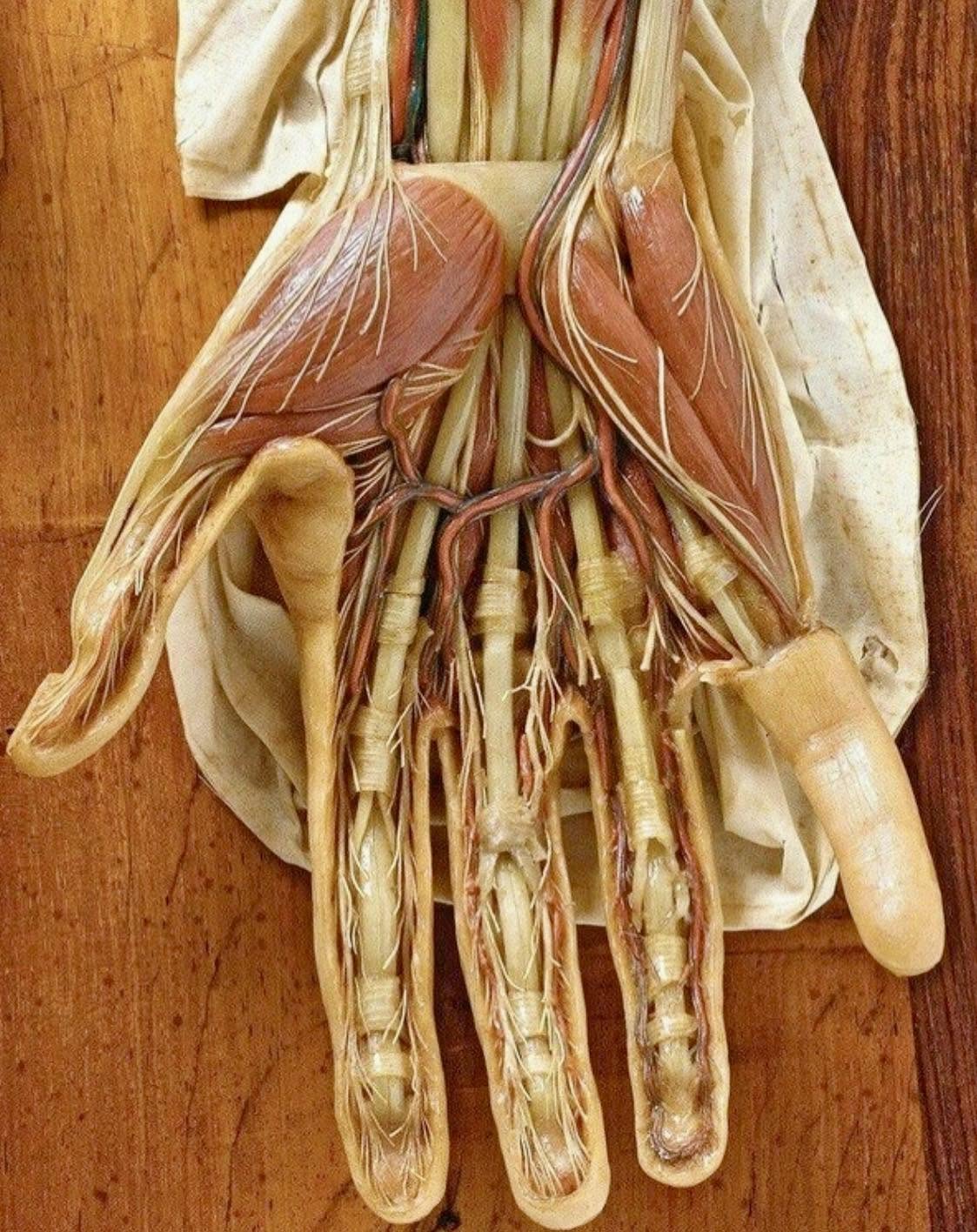 La mano humana es una maravilla de la anatomía, compuesta por 27 huesos que le otorgan flexibilidad y destreza