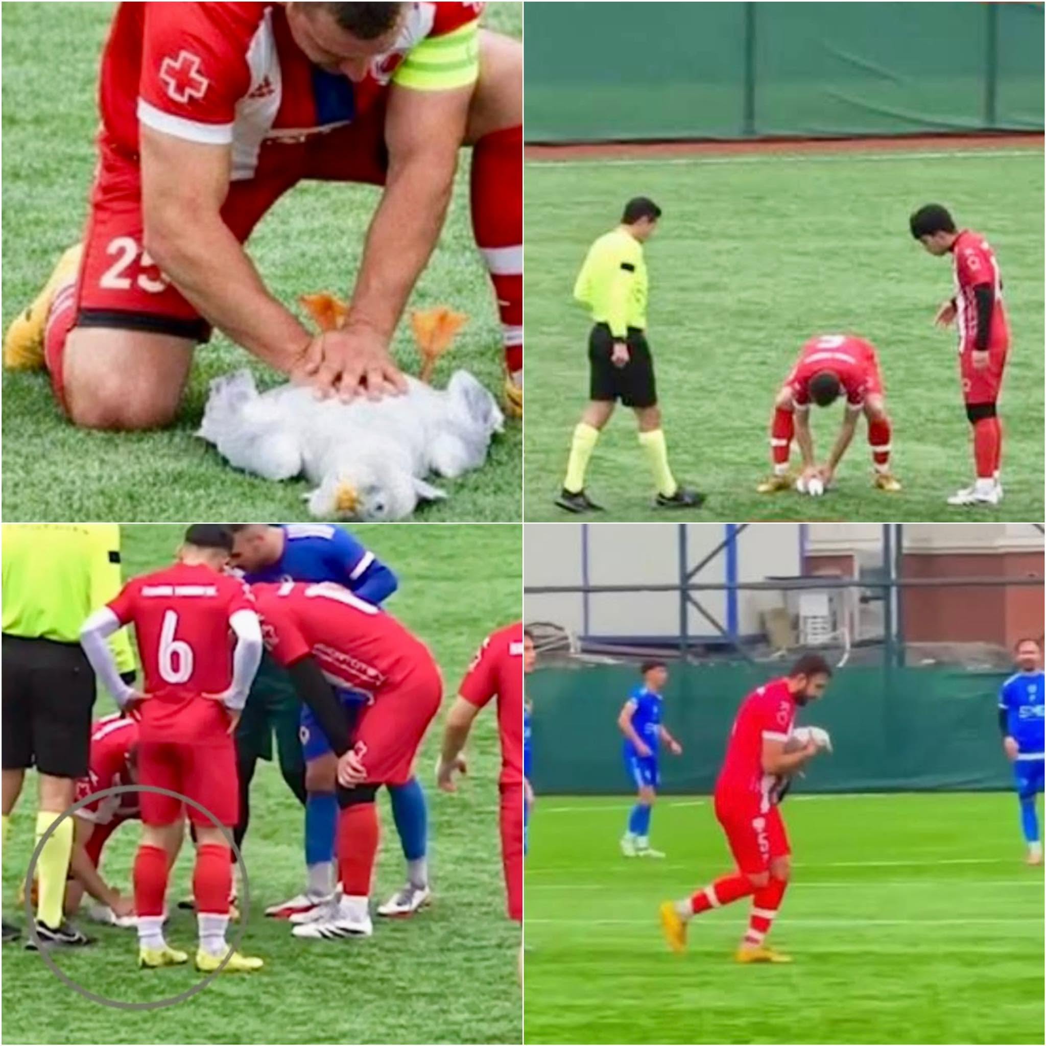 Durante la final de la 1.ª Liga Amateur de Estambul, el partido en el estadio de Zeytinburnu se detuvo cuando una gaviota fue alcanzada por un balón...