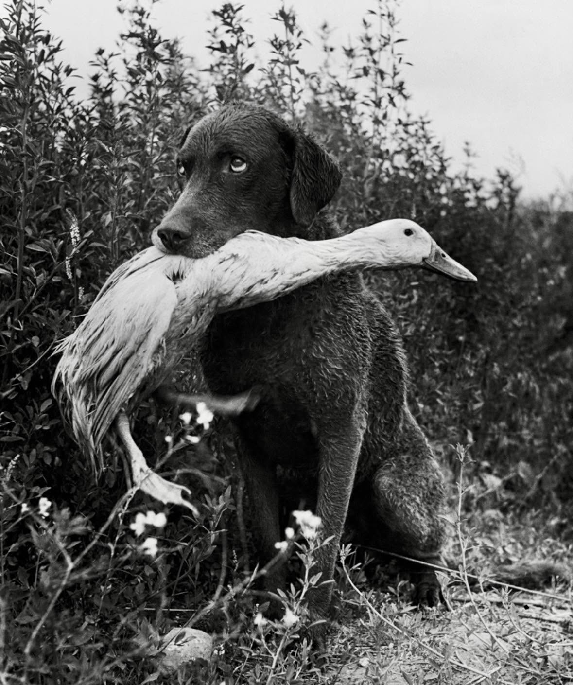 En 2026, en Yakima, Washington, un pato llamado Donald y un perro perdiguero llamado Trigger compartían una amistad inusual y entrañable