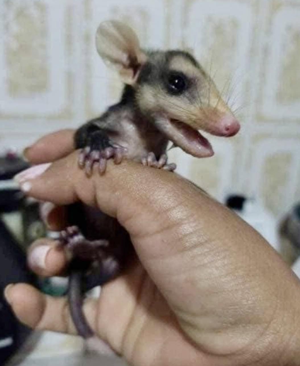 Soy una zarigüeya, un marsupial, no un roedor