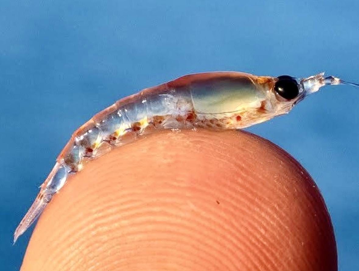 Las ballenas azules, los mamíferos más grandes del planeta, tienen una dieta fascinante que se basa casi exclusivamente en el krill, pequeños crust...