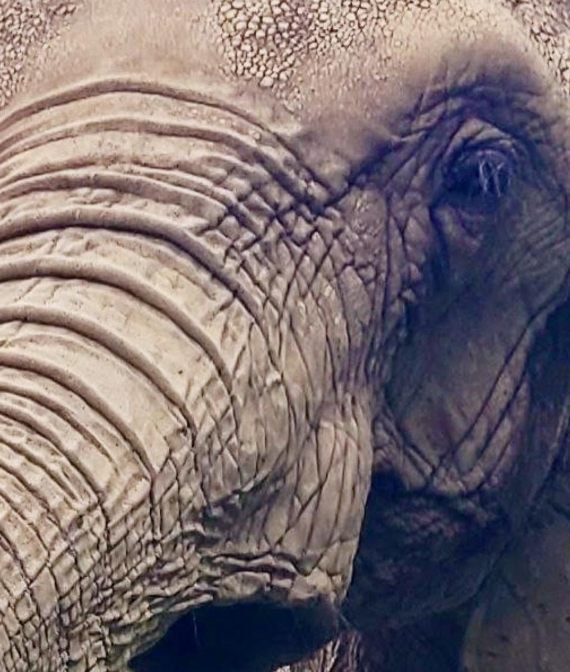 Cuando un elefante fallece, los miembros de su manada se agrupan alrededor del cuerpo