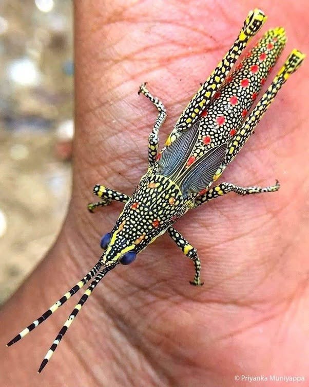 El Poekilocerus pictus, conocido comúnmente como saltamontes aak o saltamontes pintado, es una especie llamativa que habita principalmente en el subc...