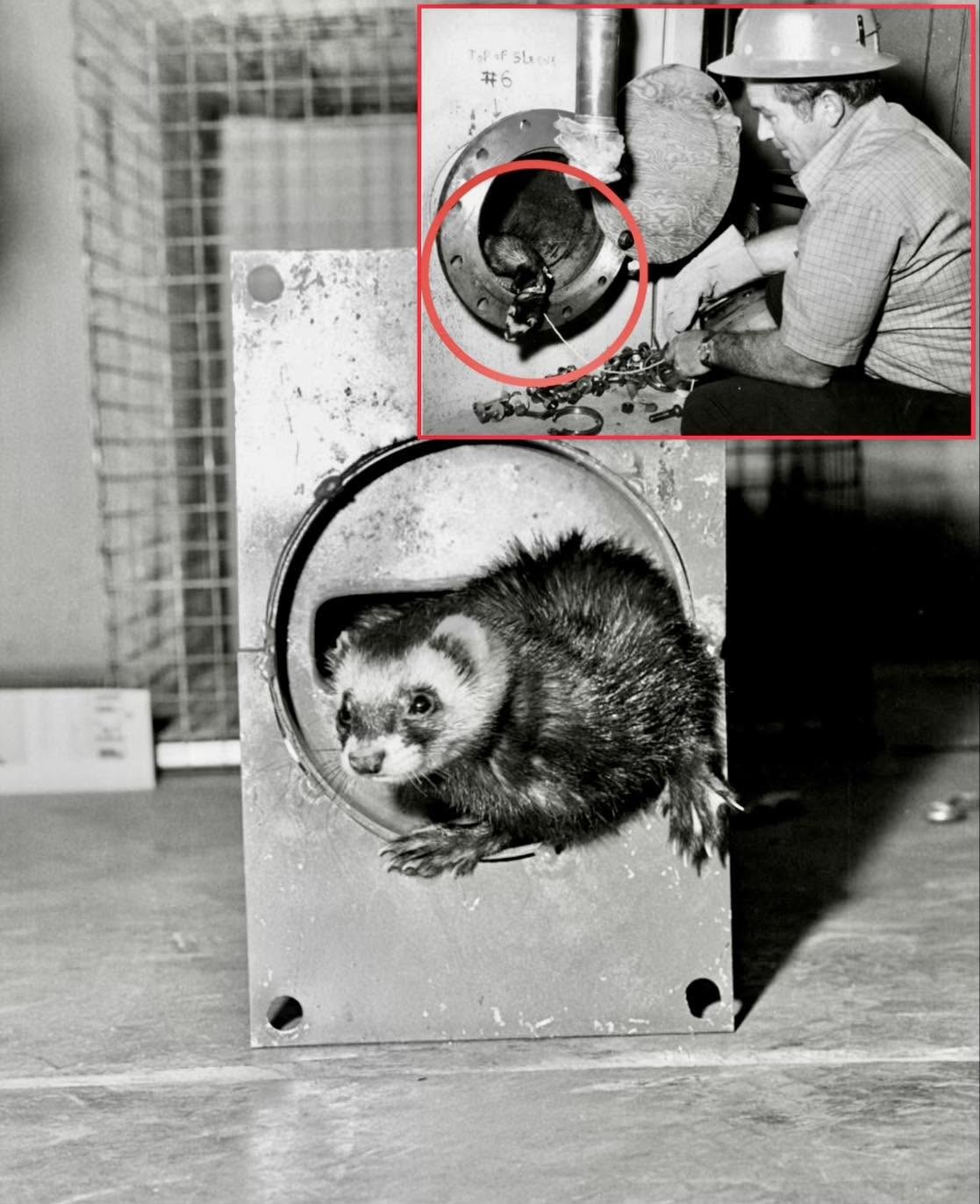 En un laboratorio de física en Estados Unidos, conocido como Fermilab, sucedió algo curioso durante la construcción de su acelerador de partículas...