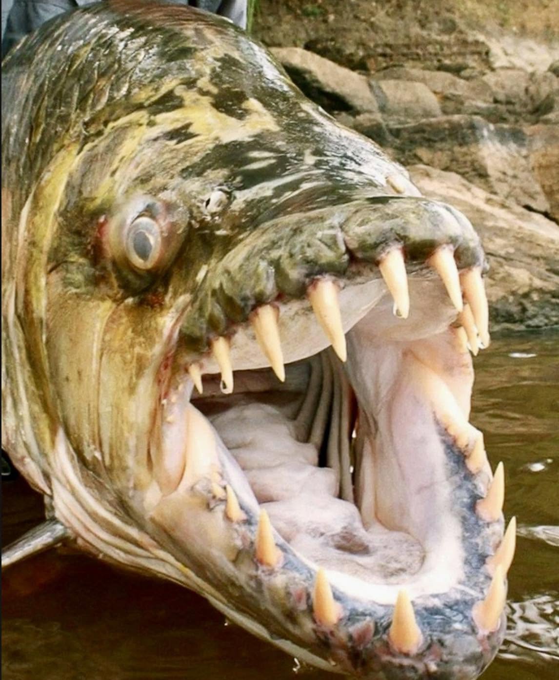 El pez tigre Goliath Hydrocynus goliath es un destacado depredador de los ecosistemas acuáticos en África central