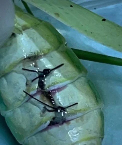 En una clínica veterinaria de São Paulo ocurrió una escena poco habitual