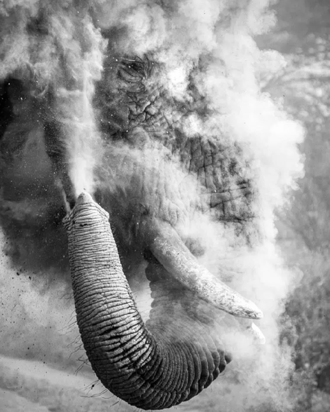 La fotografía de Dana Allen, capturada en 2026, muestra a un elefante toro disfrutando de un baño de polvo
