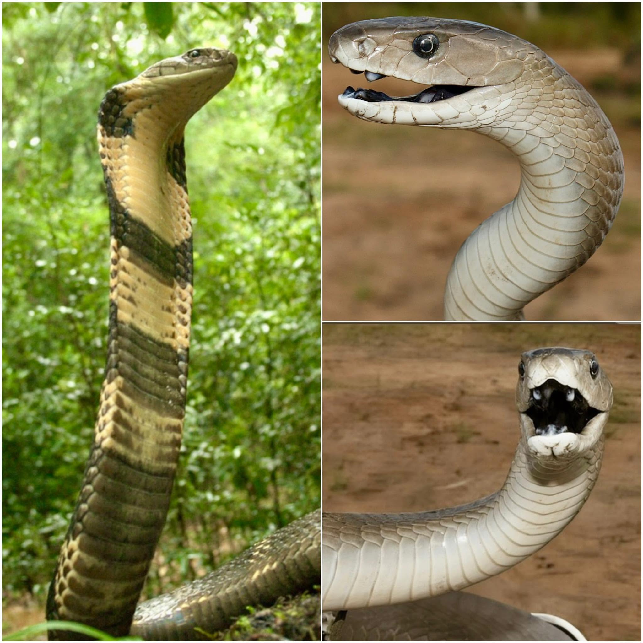 ¿Cuál es más peligrosa: la cobra real o la mamba negra