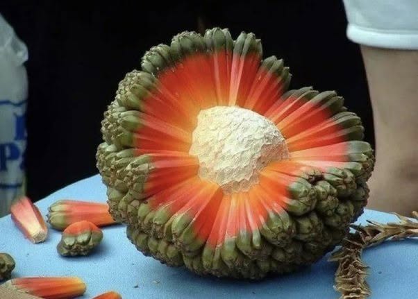 La Fruta Hala.