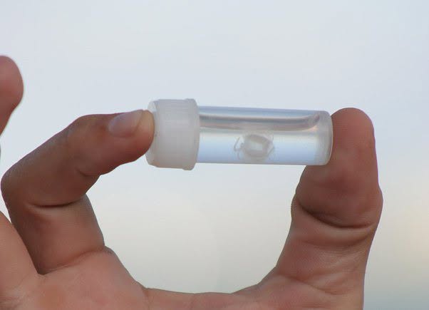 Una de las picaduras marinas más temidas del océano puede provenir de una criatura casi invisible