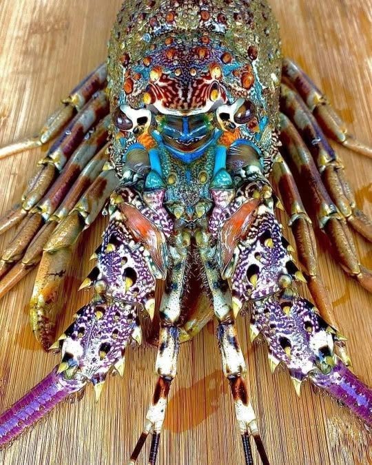 La Panulirus ornatus, conocida como langosta espinosa tropical o langosta ornamental, es un crustáceo decápodo perteneciente a la familia Palinurida...