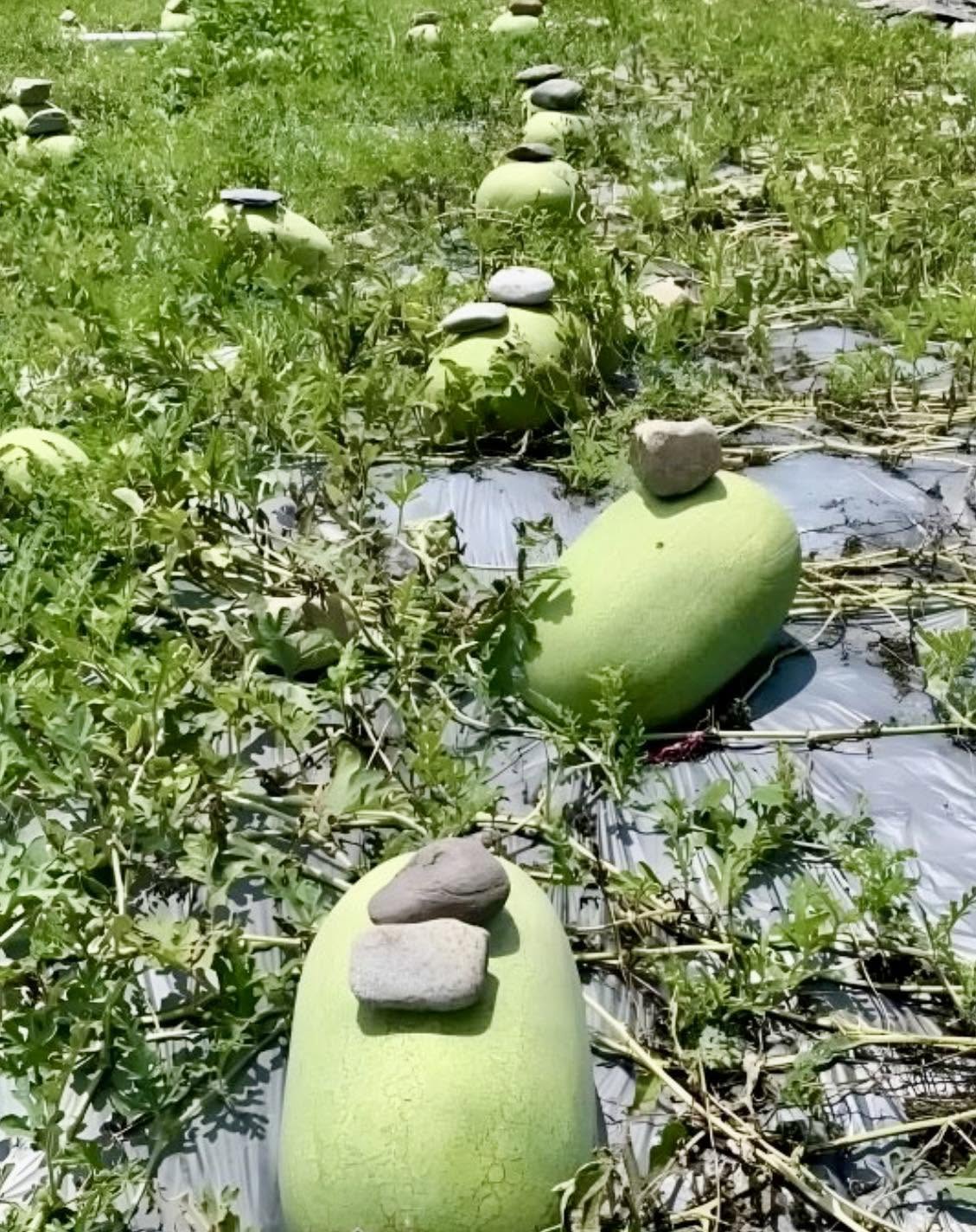 En varias áreas de China, es común encontrar sandías con piedras colocadas en la parte superior, y esto no ocurre por azar