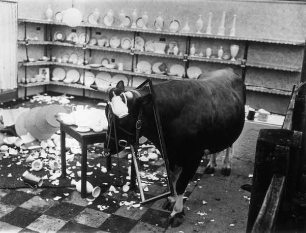 Un toro llamado Madersfield Champion es liberado deliberadamente en una tienda de porcelana, ya que ha sido específicamente incitado a causar estrago...