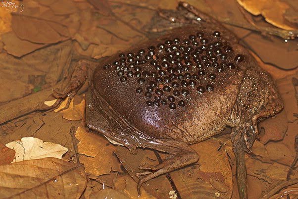 El sapo común de Surinam es una criatura bastante rectangular que se encuentra en toda la cuenca del Amazonas