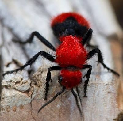 La llamada avispa asesina de vacas, también conocida como hormiga de terciopelo rojo, es una criatura engañosa a primera vista: las hembras sin alas...