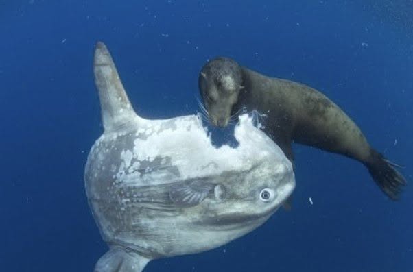 También conocido como ' Mola mola' , el pez luna es el pez más grande del planeta: mide hasta 4 metros de altura y 3 metros de longitud , con un pes...
