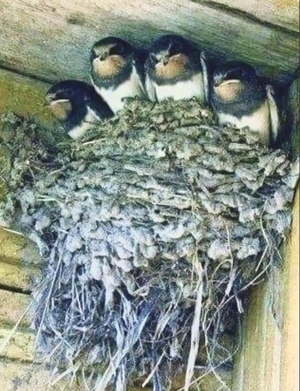 Las golondrinas que anidaron bajo este techo son aves migratorias extraordinarias