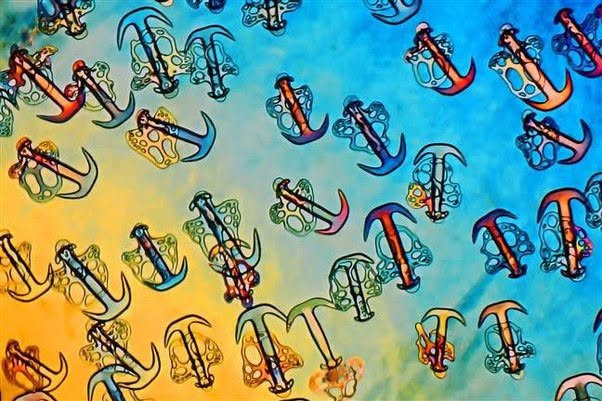 La piel de un Synapta, vista con un aumento de 100 veces, revela un mundo completamente distinto al que percibe el ojo humano