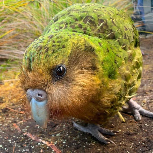 La ausencia de mamíferos en Nueva Zelanda permitió que las aves se establecieran en una posición dominante