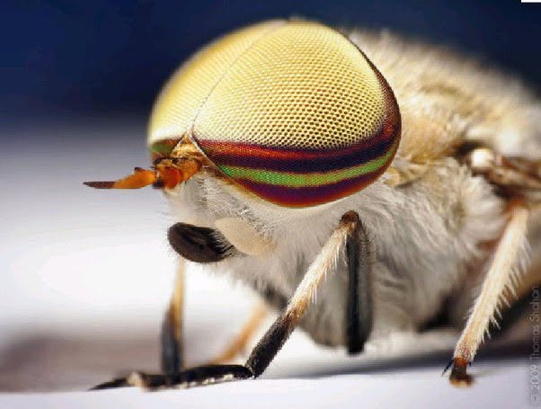 El animal más rápido del mundo es la mosca