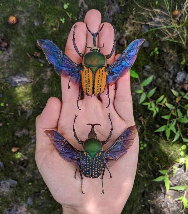 Mecynorhina torquata es uno de los escarabajos florales más grandes del mundo, solo superado por los escarabajos goliat