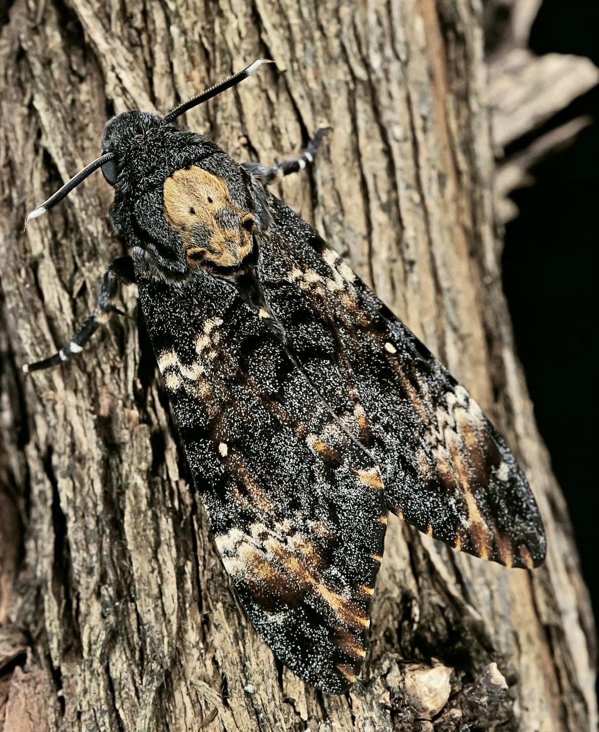 La polilla de halcón cabeza de la muerte, “Acherontia atropos”,es una especie fascinante que destaca por su distintivo patrón en el tórax, que ...