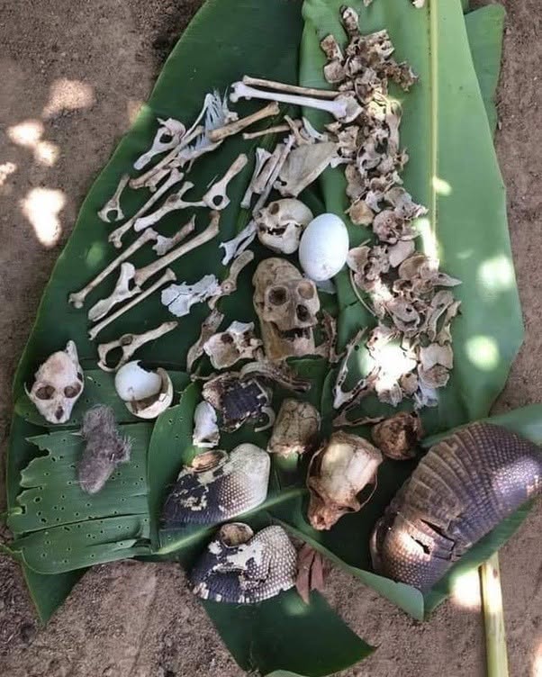 Restos Encontrados en el nido de un águila arpía.