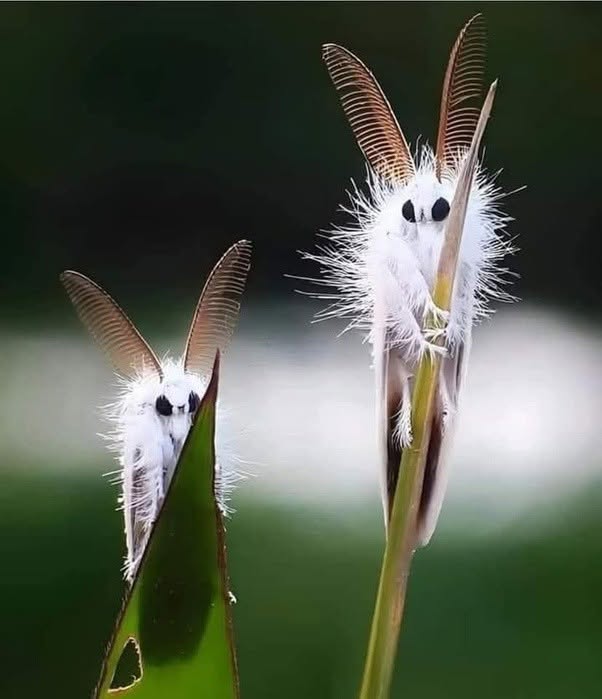 La Leucoma salicis, conocida como la polilla satén blanca, es una especie que destaca por su apariencia elegante y su comportamiento discreto