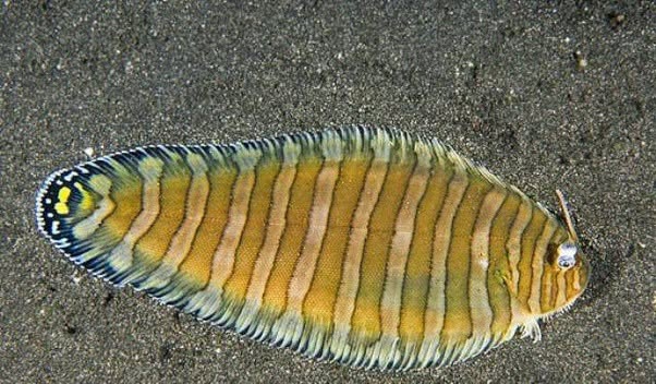 La Aesopia cornuta, conocida como lenguado unicornio, es un pez plano poco conocido que habita en las aguas del océano Índico y el Pacífico occiden...