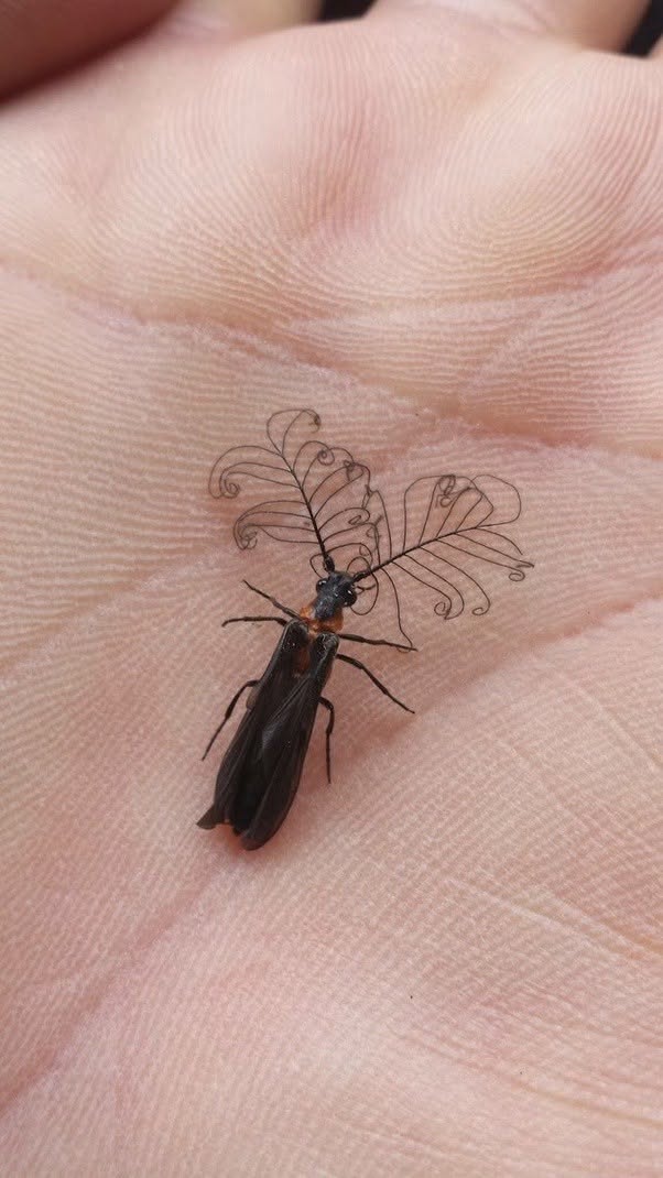 Las antenas de los escarabajos luciérnaga, pertenecientes a la familia Lampyridae, son mucho más que simples apéndices