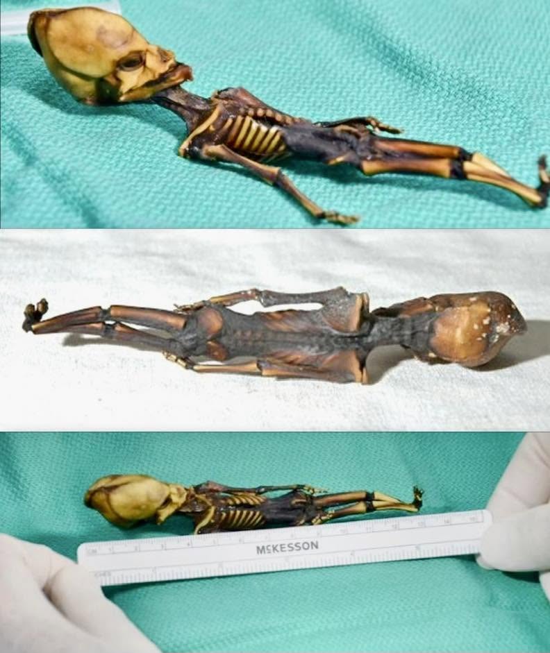 En 2026, en un pueblo minero abandonado del desierto de Atacama, Chile, se realizó un descubrimiento sorprendente: un esqueleto de apenas 15 centíme...