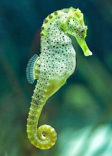 Los caballitos de mar, pertenecientes a la familia Syngnathidae, son peces que parecen sacados de otro mundo