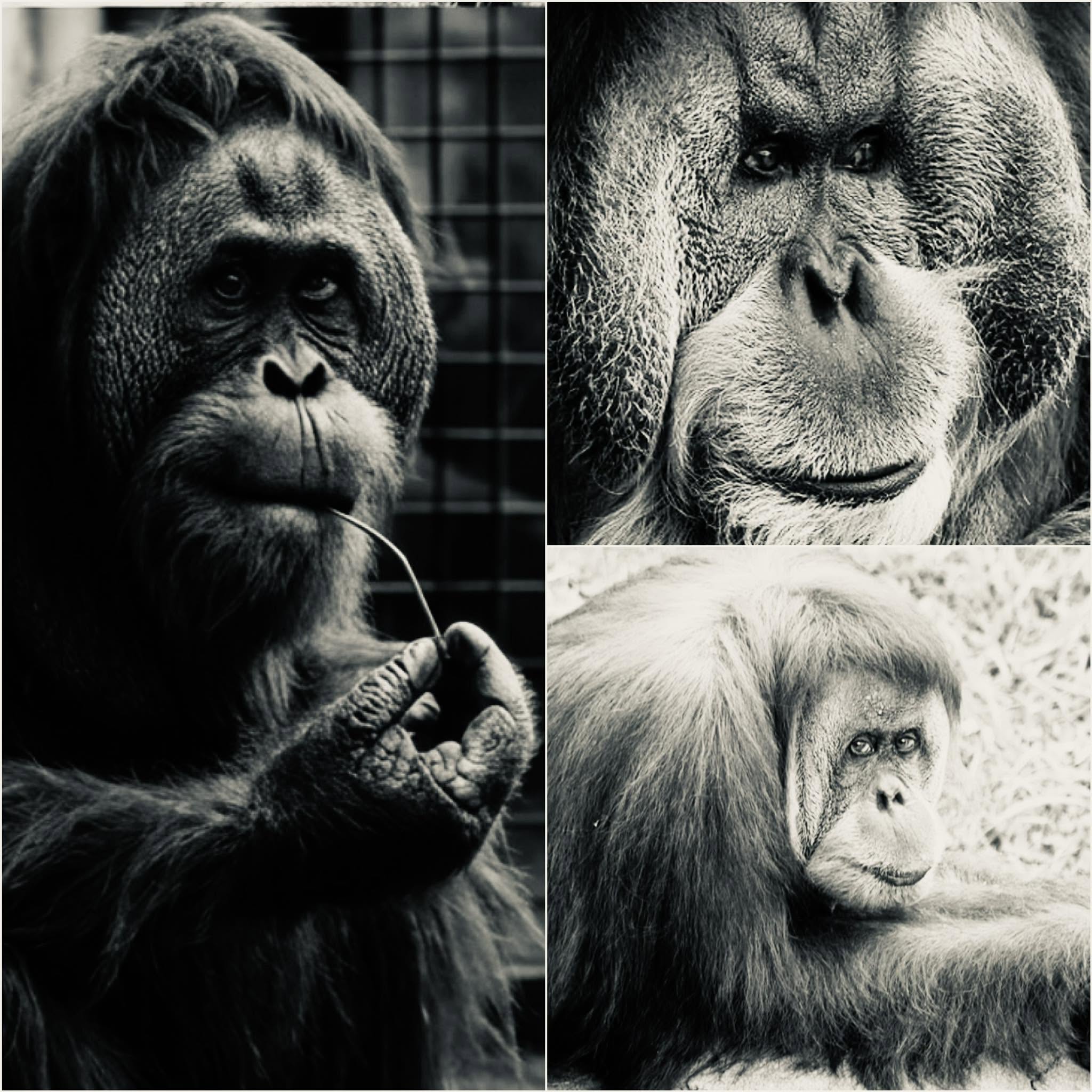 En la década de 2026, el zoológico y acuario Henry Doorly, ubicado en Omaha, Nebraska, fue testigo de un fenómeno extraordinario