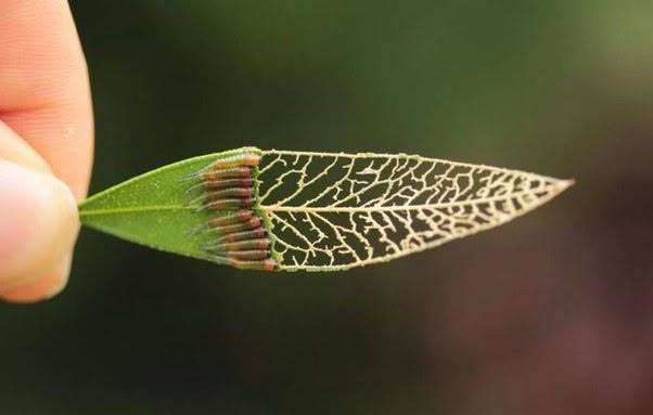 Las larvas de sínfitas, pertenecientes al suborden Symphyta, son pequeñas pero increíblemente eficientes cuando se trata de alimentarse
