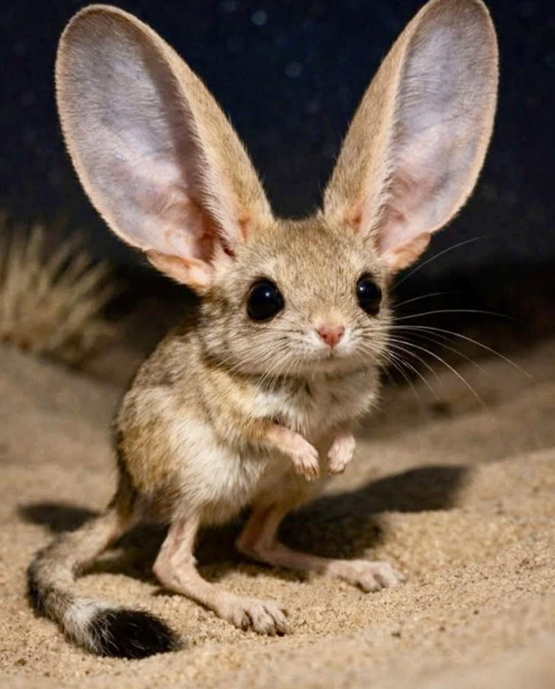 Ese es el jerboa, un pequeño mamífero del desierto que destaca por sus largas y grandes orejas, que son cruciales para detectar depredadores y regul...