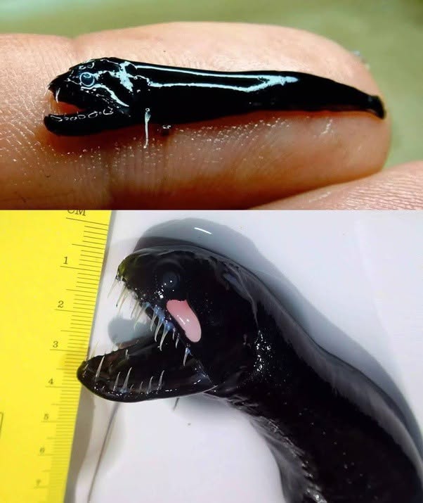 Imagen superior: Aquí vemos un pez negro sin escamas (pez dragón de dientes torcidos), un animal de aguas profundas que se encuentra a lo largo de u...